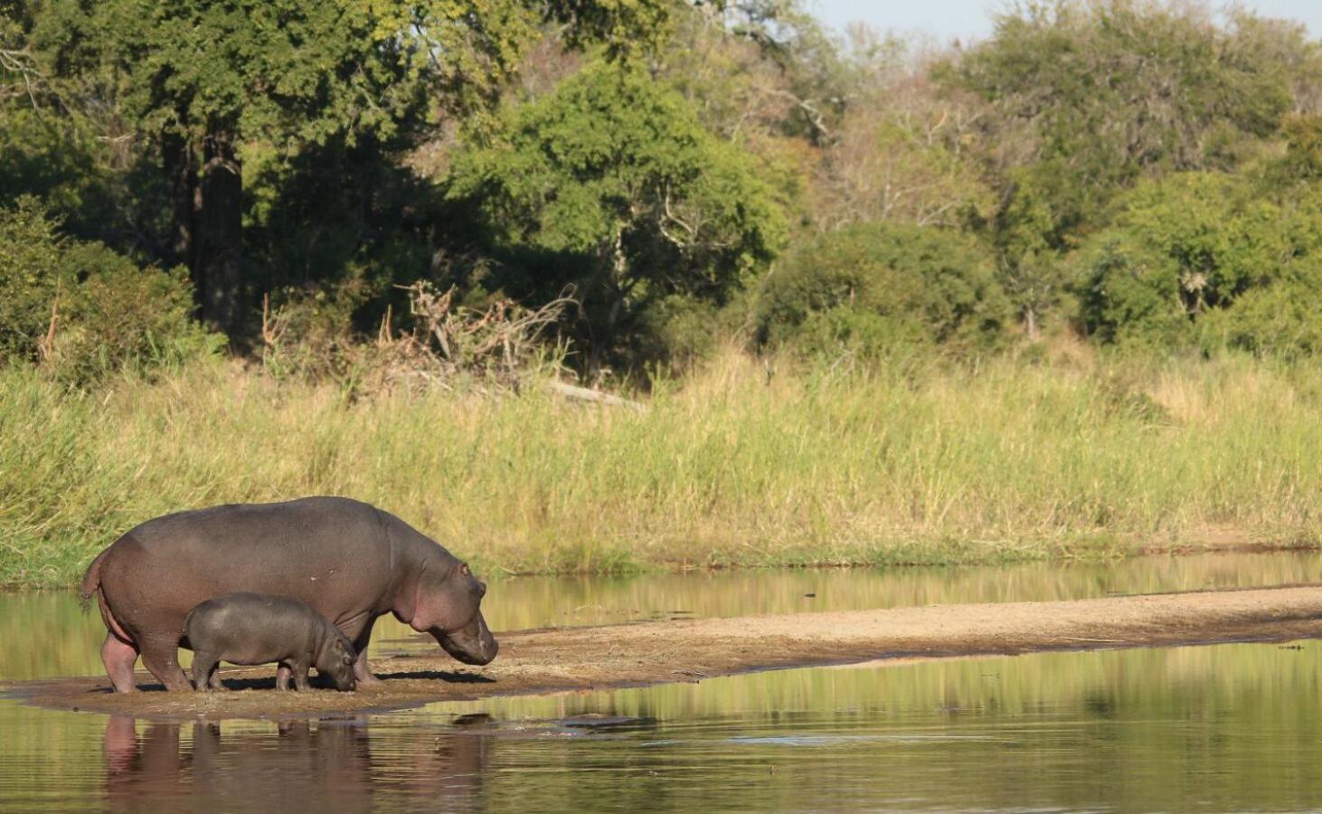 Leopard Hills Private Game Reserve Cagar Alam Sabi Sand Bagian luar foto