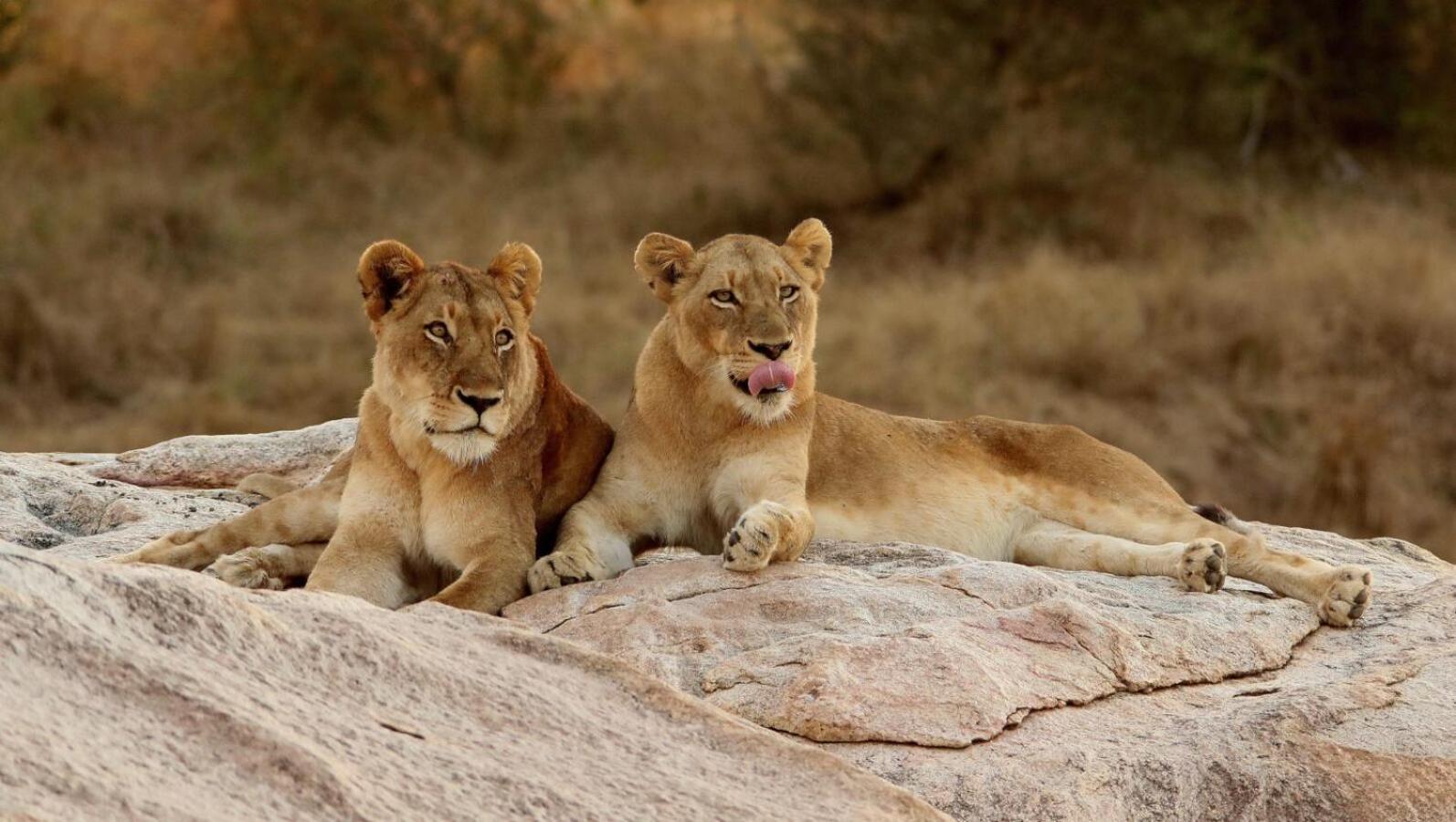Leopard Hills Private Game Reserve Cagar Alam Sabi Sand Bagian luar foto