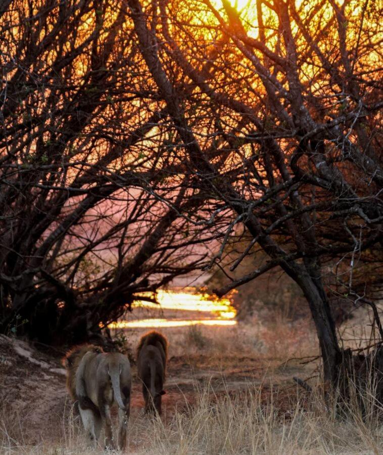 Leopard Hills Private Game Reserve Cagar Alam Sabi Sand Bagian luar foto