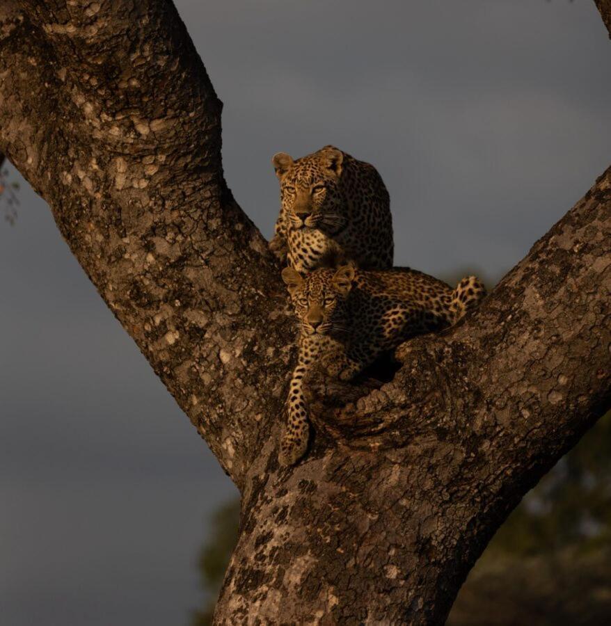 Leopard Hills Private Game Reserve Cagar Alam Sabi Sand Bagian luar foto