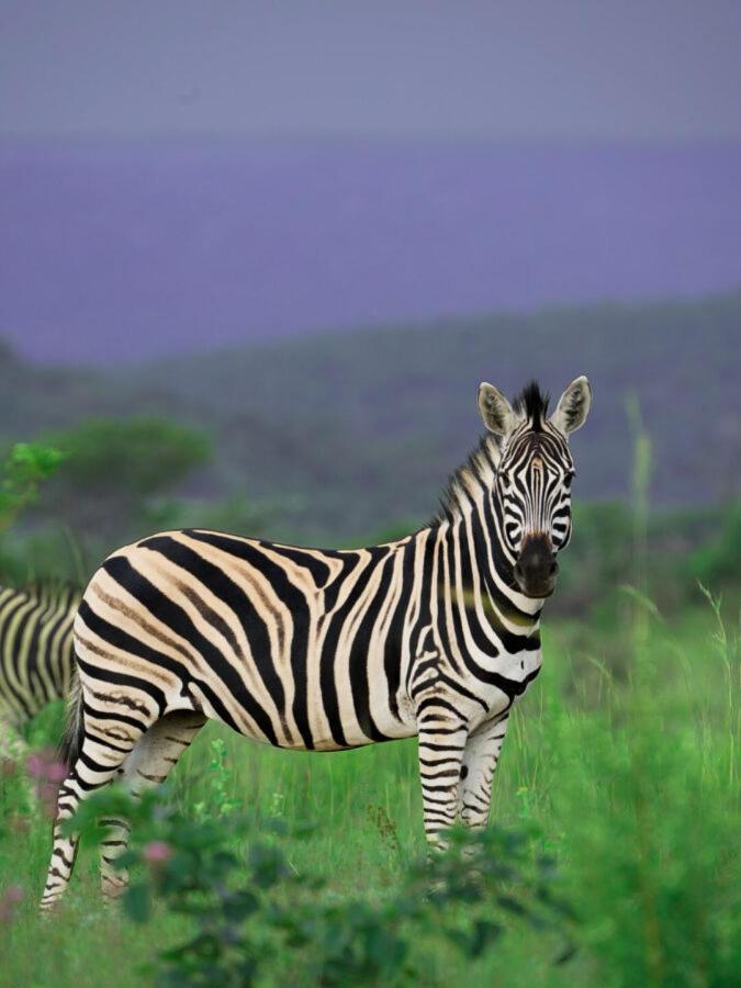 Leopard Hills Private Game Reserve Cagar Alam Sabi Sand Bagian luar foto