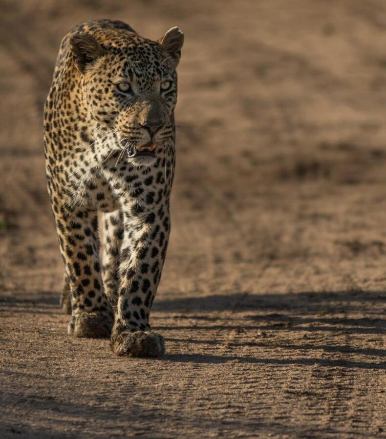 Leopard Hills Private Game Reserve Cagar Alam Sabi Sand Bagian luar foto