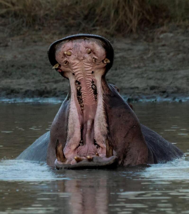 Leopard Hills Private Game Reserve Cagar Alam Sabi Sand Bagian luar foto